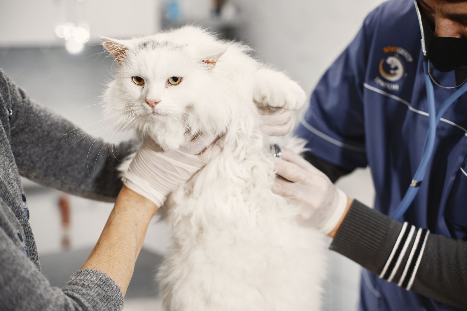 De aparte kattenafdeling