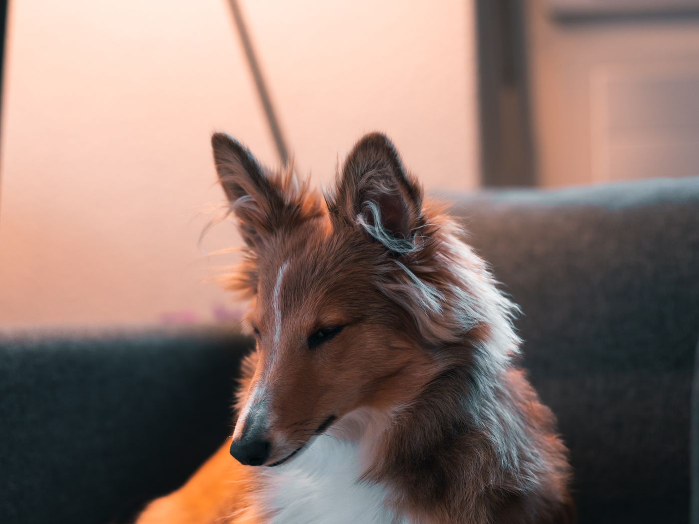 Hond rustig thuis op de bank in de avond